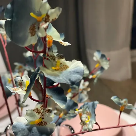 Hafida's Dream בית נופש *