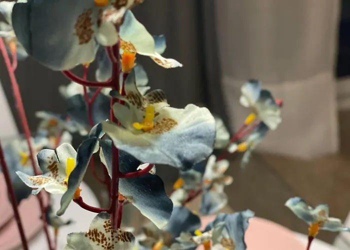 Hafida's Dream Dom wakacyjny *